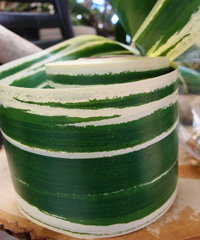 Variegated Aspidistra Ti Leaf Floral Ribbon