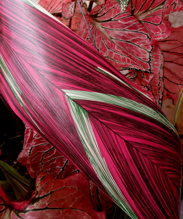 Variegated Aspidistra Ti Leaf Floral Ribbon