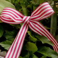 Raspberry Striped Ribbon